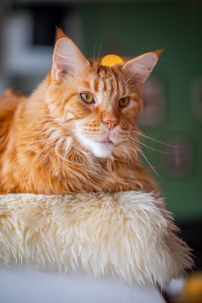 maine coon life expectancy